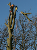 Tree surgery