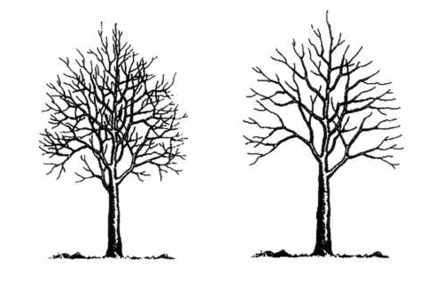 Young tree development