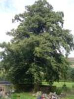 Tree pruning, before.